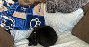 Ash An Simba joined the competition — help win amazing prizes! animal, black_cat, blanket, brown_cat, cat, couch, cozy, cushion, domestic_animal, feline, fur, home, indoor, nap, pet, quilted_cover, relaxation, resting, sleeping, soft_texture