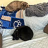 Ash An Simba joined the competition — help win amazing prizes! cat, brown_cat, black_cat, sleeping, couch, blanket, cushion, indoor, pet, feline, cozy, resting, fur, domestic_animal, quilted_cover, soft_texture, relaxation, nap, animal, home