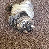 cat, gray_cat, fluffy, lying_down, carpet, indoor, pet, fur, relaxed, looking_up, whiskers, ears, tail, cute, animal, mammal, domestic_animal, feline, soft_texture, resting