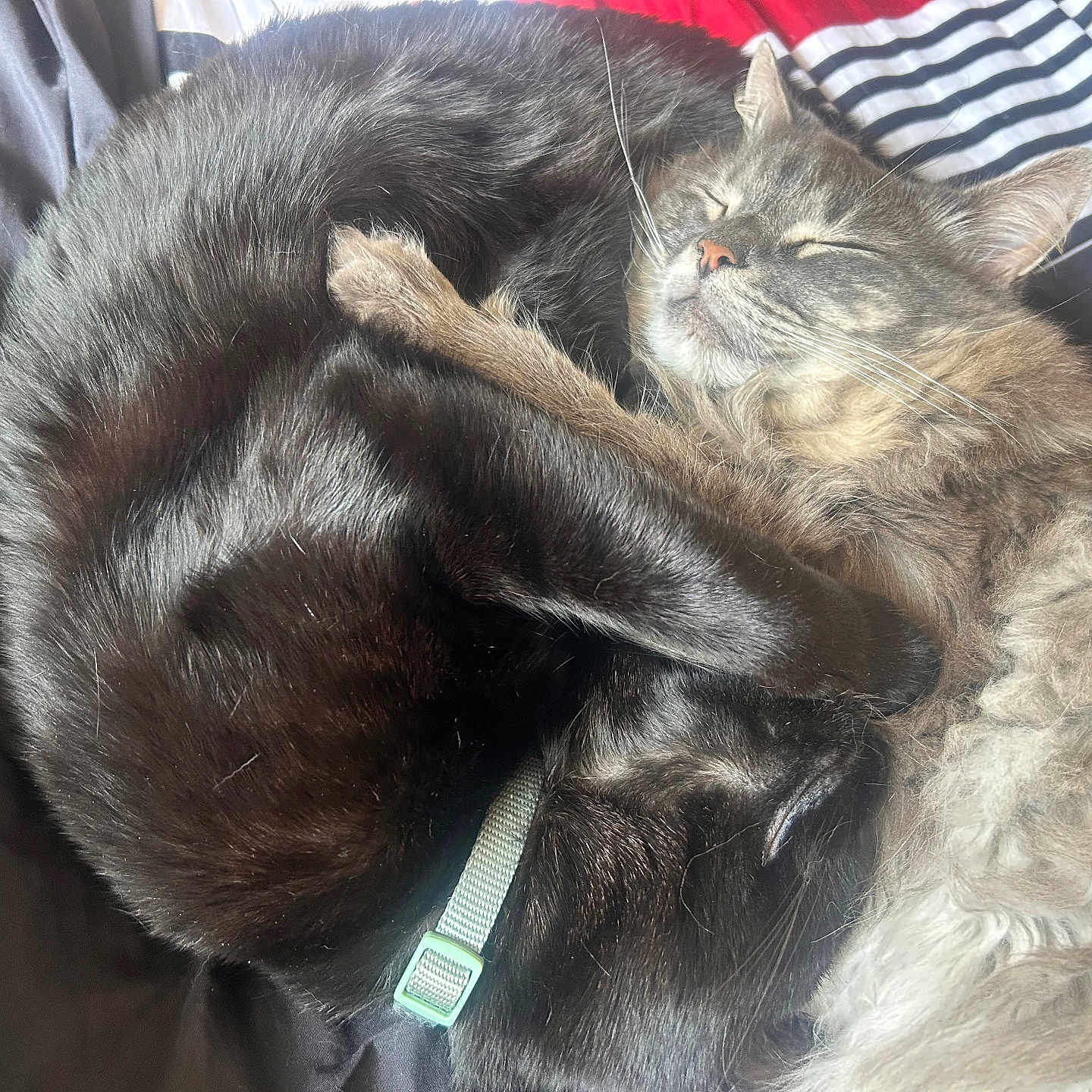 Ash An Simba is registered to the contest to win money with this photo: cat, cats, black_cat, gray_cat, sleeping, curled_up, collar, feline, pet, bed, blanket, striped_blanket, cozy, fur, whiskers, nap, indoor, close_up, resting, cute