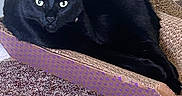 Ash An Simba joined the competition — help win amazing prizes! black_cat, cat, feline, pet, indoor, cardboard, scratcher, carpet, relaxing, animal, domestic_cat, looking_at_camera, fur, whiskers, ears, eyes, resting, home, cozy, curious