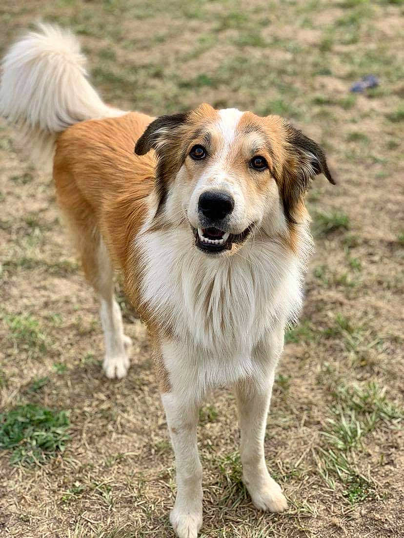 Oslo participe au concours pour gagner de l'argent avec cette photo : ancient_dog_breeds, canidae, carnivore, companion_dog, dog, dog_breed, fawn, fur, grass, plant, snout, sporting_group, tail, terrestrial_animal, wildlife, working_dog