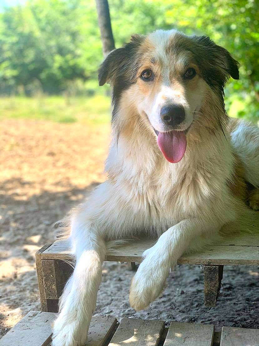 Oslo a rejoint le concours — aidez-le/la à gagner de superbes lots ! australian_shepherd, canidae, carnivore, companion_dog, dog, dog_breed, fang, grass, plant, snout, sporting_group, terrestrial_animal, tree, whiskers, wood, working_dog