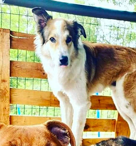 Oslo a rejoint le concours — aidez-le/la à gagner de superbes lots ! animal_shelter, canidae, carnivore, companion_dog, dog, dog_breed, dog_supply, door, fawn, fence, fur, herding_dog, pet_food, pet_supply, snout, sporting_group, tail, terrestrial_animal, working_animal, working_dog