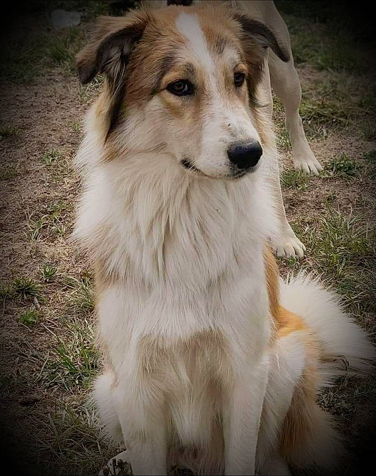 Oslo participe au concours pour gagner de l'argent avec cette photo : ancient_dog_breeds, canidae, carnivore, companion_dog, dog, dog_breed, fur, grass, plant, terrestrial_animal, whiskers, working_dog