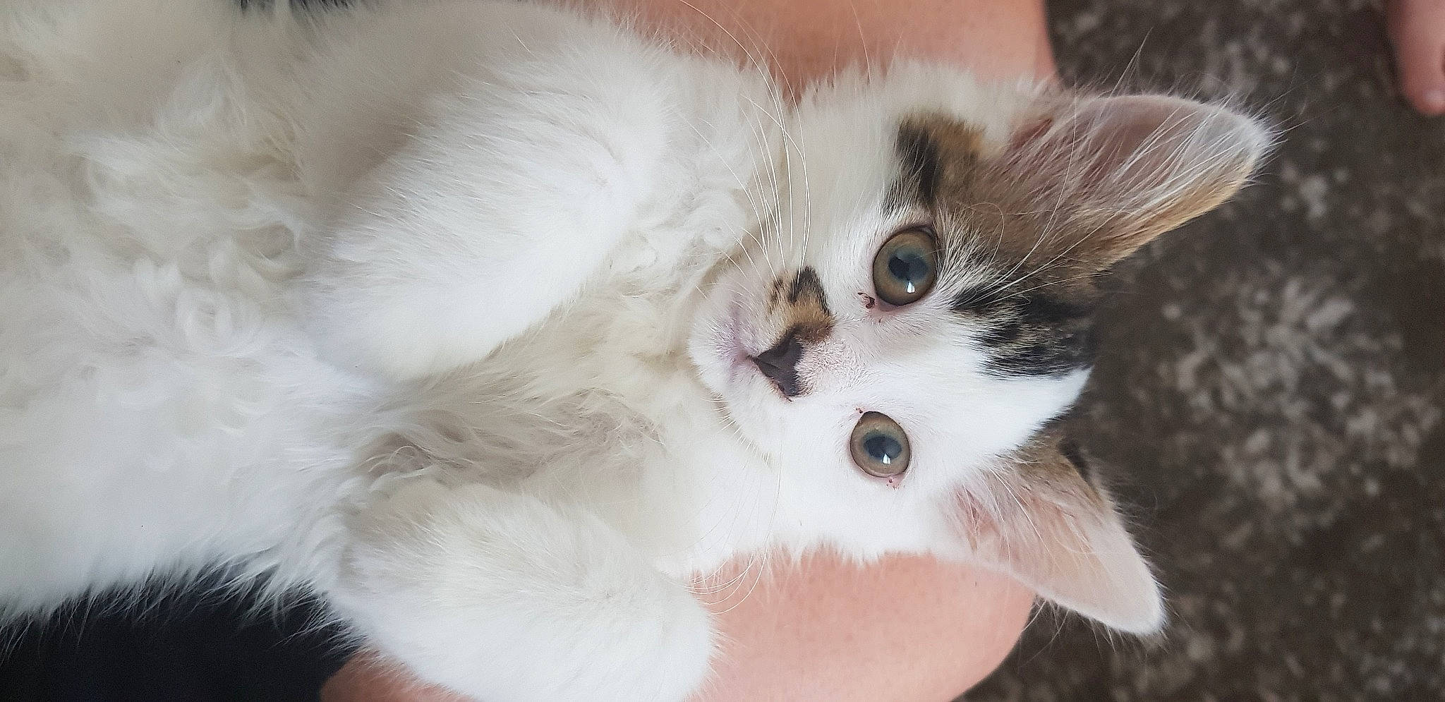 Heart participe au concours pour gagner de l'argent avec cette photo : carnivore, cat, claw, domestic_short_haired_cat, ear, eye, eyelash, fawn, felidae, fur, paw, small_to_medium_sized_cats, snout, tail, whiskers