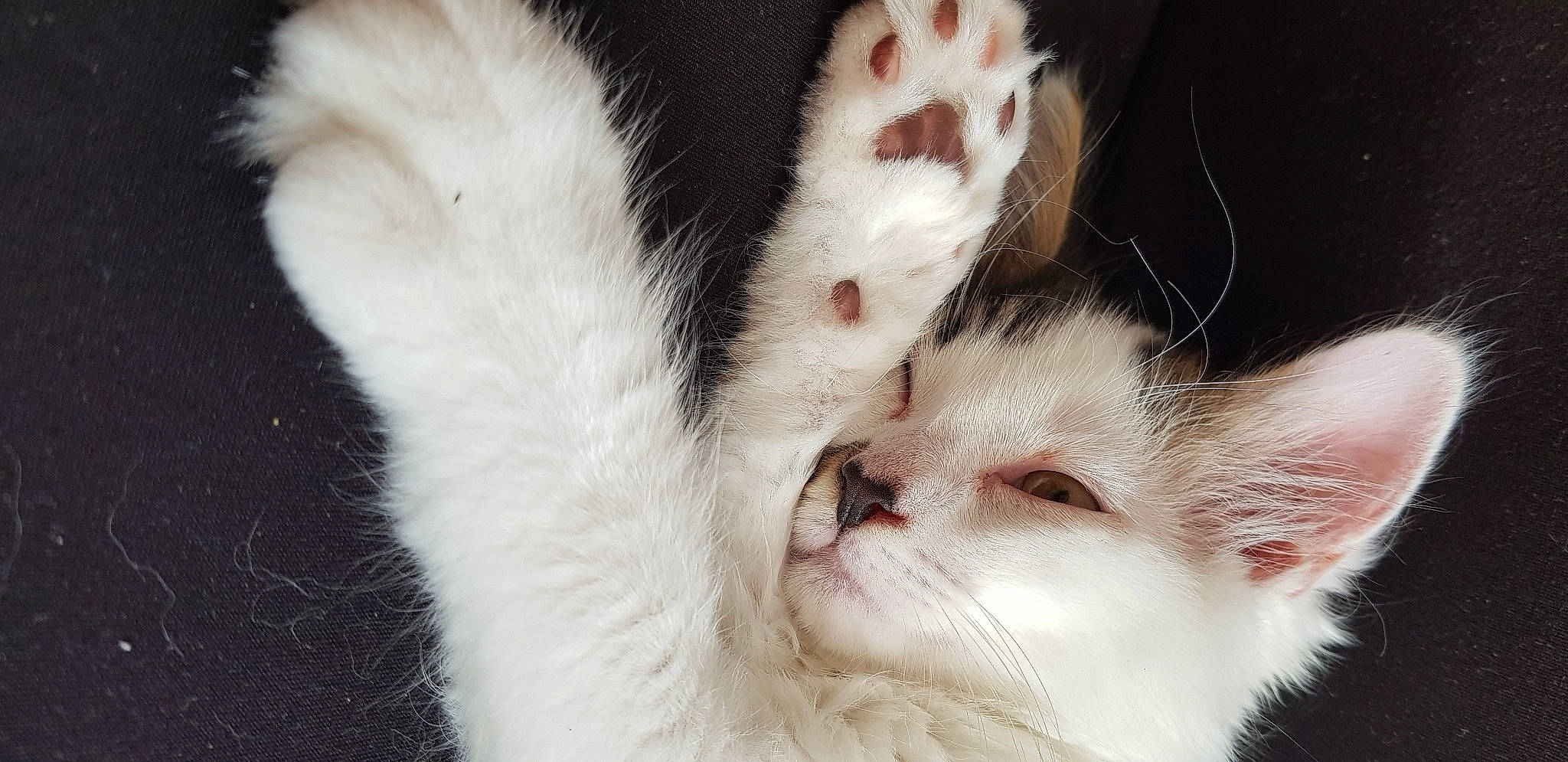 Heart participe au concours pour gagner de l'argent avec cette photo : carnivore, cat, claw, comfort, domestic_short_haired_cat, felidae, foot, fur, paw, small_to_medium_sized_cats, snout, terrestrial_animal, whiskers