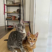 Ember And Sage is registered to the contest to win money with this photo: cat, kitten, gray_tabby, orange_tabby, pets, indoor, wooden_surface, curious, eyes, ears, whiskers, feline, sitting, home, bookshelf, furniture, domestic, cute, companions, animal