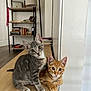 cat, kitten, gray_tabby, orange_tabby, pets, indoor, wooden_surface, curious, eyes, ears, whiskers, feline, sitting, home, bookshelf, furniture, domestic, cute, companions, animal