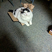 Zachary is registered to the contest to win money with this photo: animal, black_and_white_cat, cardboard, carpet, cat, cozy, cute, domestic_cat, feeding_bowl, floor, food, fur, household, indoor, mammal, pet, resting, shoes, tabby, white_cat