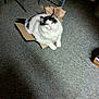 animal, black_and_white_cat, cardboard, carpet, cat, cozy, cute, domestic_cat, feeding_bowl, floor, food, fur, household, indoor, mammal, pet, resting, shoes, tabby, white_cat
