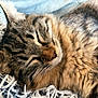 cat, tabby, sleeping, closeup, fur, whiskers, ears, nose, blanket, soft, cozy, resting, pet, animal, domestic, cute, relaxed, portrait, feline, indoor