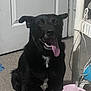 dog, black_dog, indoor, carpet, panting, tongue_out, white_patch, pet, happy, sitting, household, cup, straw, cable, door, floor, table_leg, animal, domestic_dog, canine