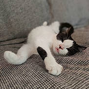 Tiramisu participe au concours pour gagner de l'argent avec cette photo : animal, black_and_white, cat, close_up, comfort, couch, cozy, cute, feline, fur, indoor, mammal, nap, paw, pet, relaxed, resting, sleeping, soft, whiskers