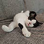 animal, black_and_white, cat, close_up, comfort, couch, cozy, cute, feline, fur, indoor, mammal, nap, paw, pet, relaxed, resting, sleeping, soft, whiskers