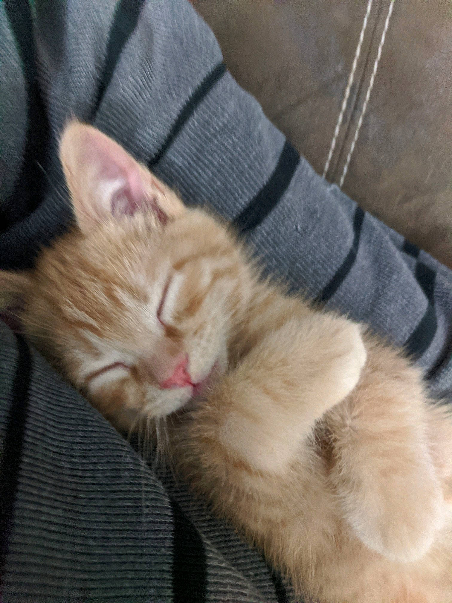 Butterscotch joined the competition — help win amazing prizes! carnivore, cat, claw, comfort, domestic_short_haired_cat, fawn, felidae, foot, fur, gesture, human_leg, mammal, nap, paw, sitting, small_to_medium_sized_cats, tail, vertebrate, whiskers