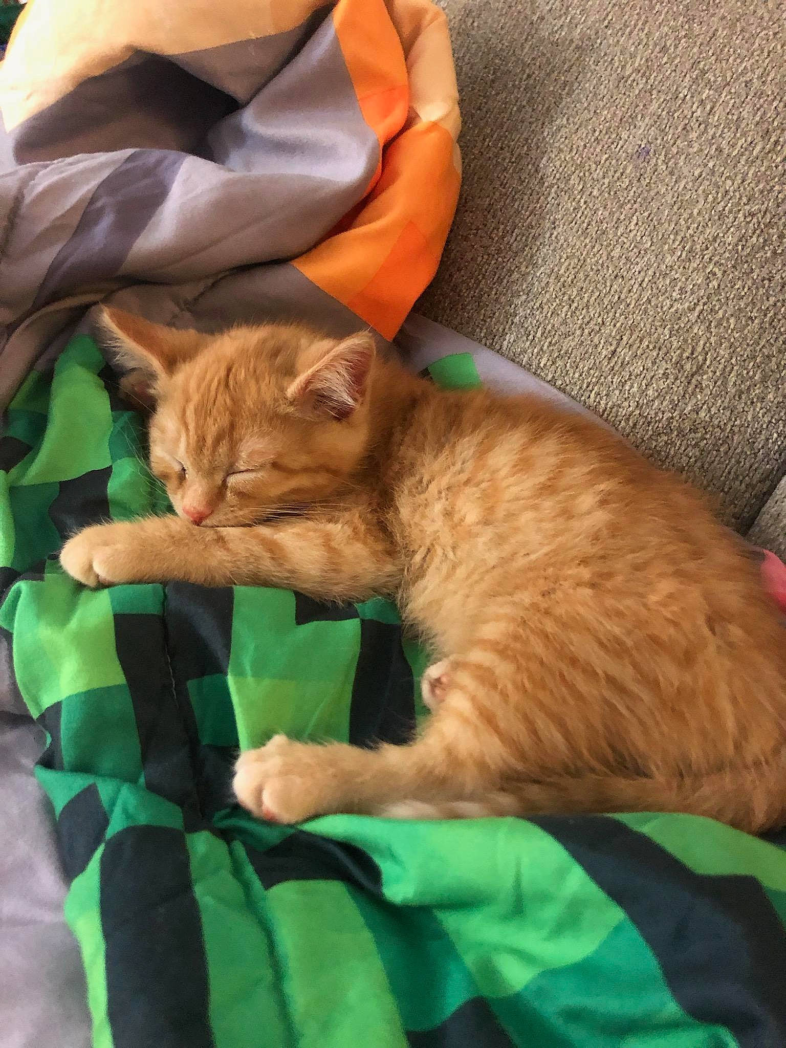 Butterscotch is registered to the contest to win money with this photo: bag, carnivore, cat, claw, comfort, domestic_short_haired_cat, fawn, felidae, fur, gesture, grass, orange, sleeve, small_to_medium_sized_cats, snout, tail, terrestrial_animal, vertebrate, whiskers, wrinkle