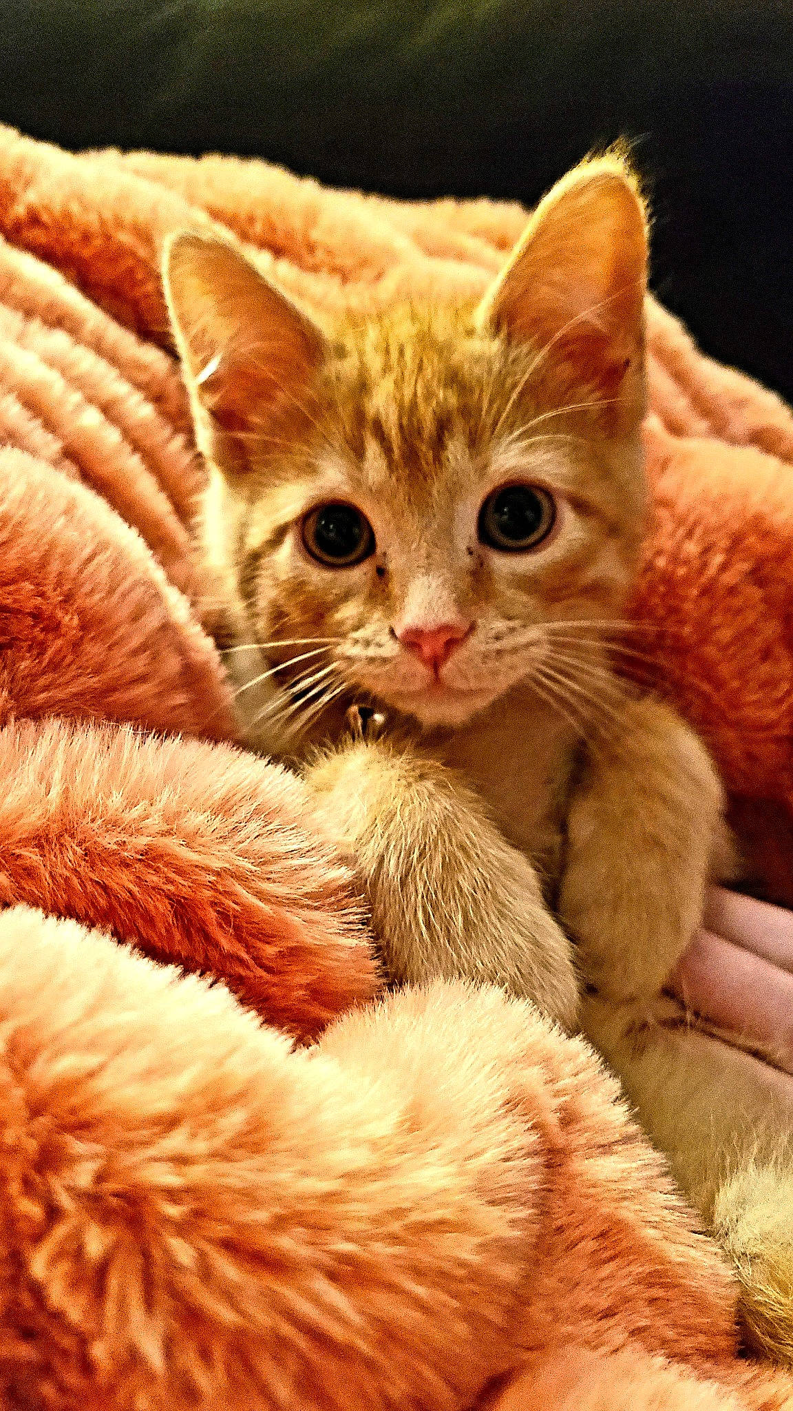 Butterscotch joined the competition — help win amazing prizes! carnivore, cat, cat_supply, claw, close_up, comfort, domestic_short_haired_cat, fawn, felidae, fur, paw, small_to_medium_sized_cats, snout, tail, terrestrial_animal, whiskers, wildlife