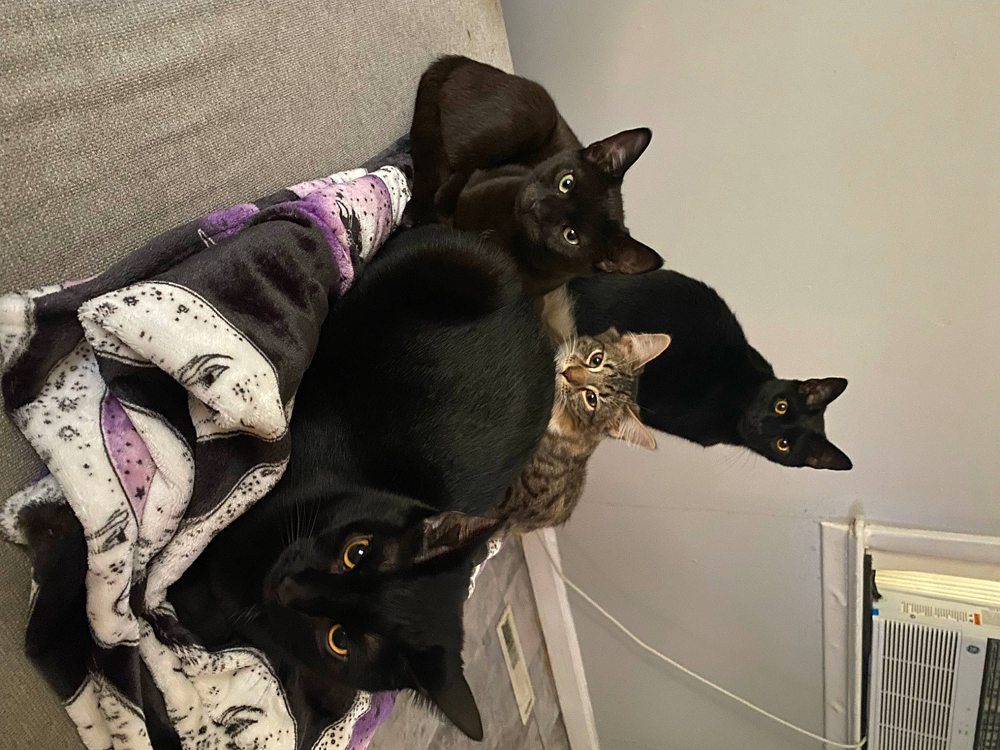 Ice is registered to the contest to win money with this photo: black_cat, bombay, carnivore, cat, cat_supply, comfort, domestic_short_haired_cat, fashion_accessory, felidae, fur, linens, magenta, pattern, pet_supply, purple, small_to_medium_sized_cats, tail, whiskers