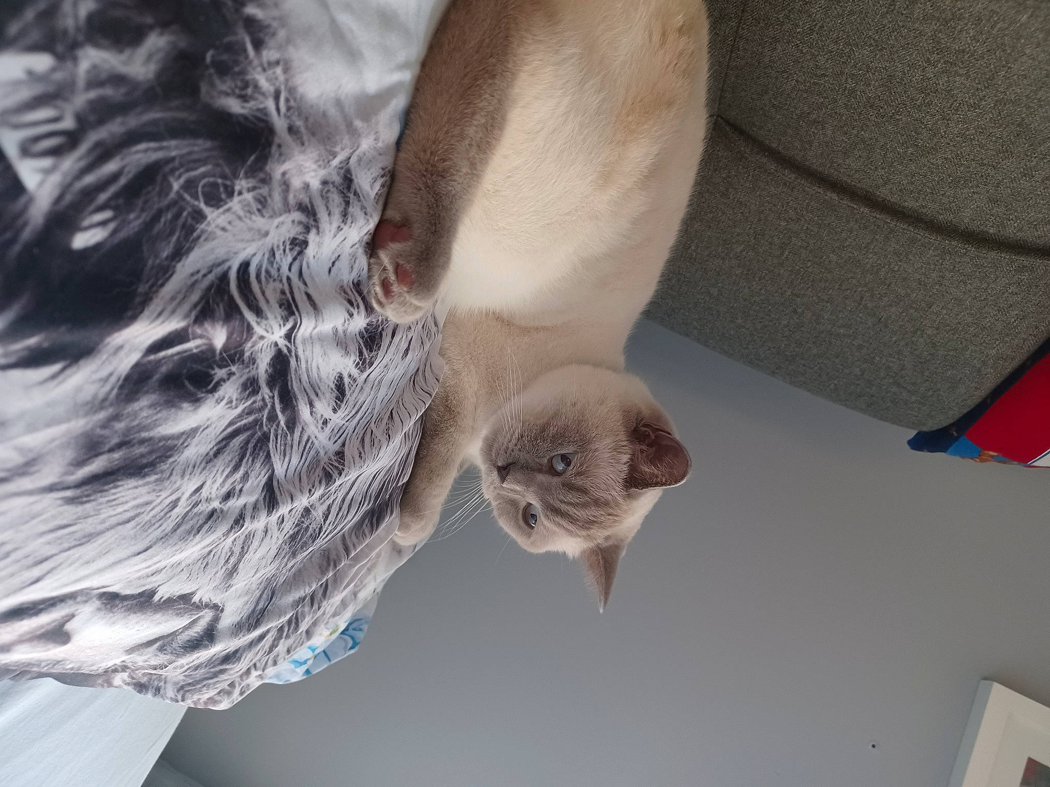 Freddie is registered to the contest to win money with this photo: carnivore, cat, claw, comfort, domestic_short_haired_cat, fawn, felidae, fur, grey, paw, plant, room, small_to_medium_sized_cats, tail, tree, twig, whiskers, window, wood