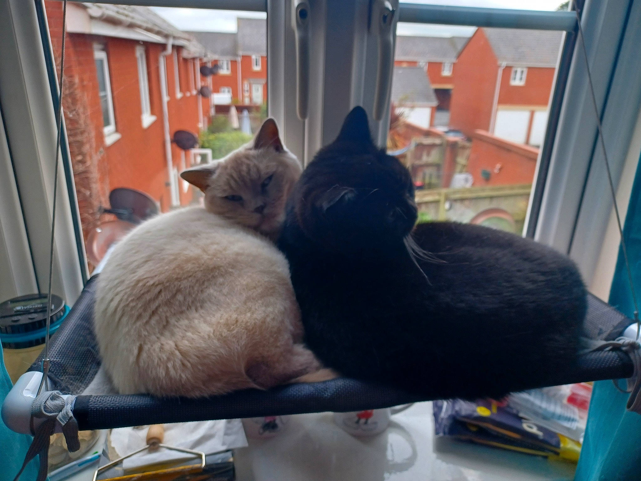 Freddie joined the competition — help win amazing prizes! carnivore, cat, comfort, domestic_short_haired_cat, felidae, fur, lap, mammal, nap, paw, russian_blue, sitting, small_to_medium_sized_cats, snout, tail, vertebrate, whiskers, window