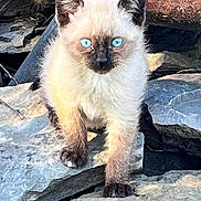Floki joined the competition — help win amazing prizes! kitten, cat, siamese, blue_eyes, fur, animal, outdoor, rock, stone, curious, young, pet, mammal, whiskers, paws, nature, wild, walking, cute, small