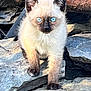 kitten, cat, siamese, blue_eyes, fur, animal, outdoor, rock, stone, curious, young, pet, mammal, whiskers, paws, nature, wild, walking, cute, small