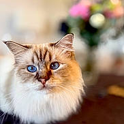 Taran participe au concours pour gagner de l'argent avec cette photo : cat, blue_eyes, fluffy_fur, close_up, portrait, indoor, flower_vase, blurred_background, whiskers, fur_texture, domestic_cat, pet, table, soft_lighting, focused, calm, cute, animal, feline, relaxed