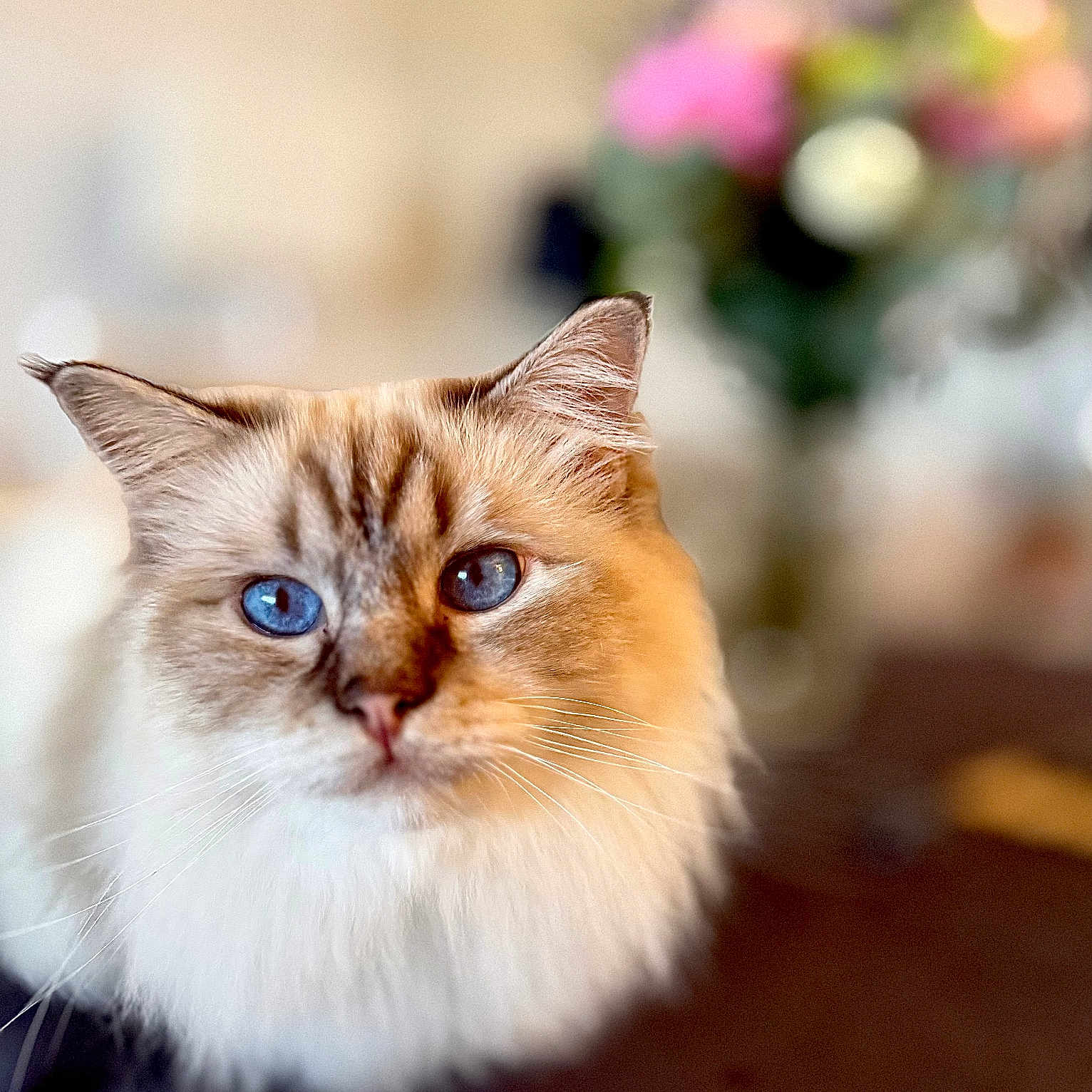Taran participe au concours pour gagner de l'argent avec cette photo : animal, blue_eyes, blurred_background, calm, cat, close_up, cute, domestic_cat, feline, flower_vase, fluffy_fur, focused, fur_texture, indoor, pet, portrait, relaxed, soft_lighting, table, whiskers
