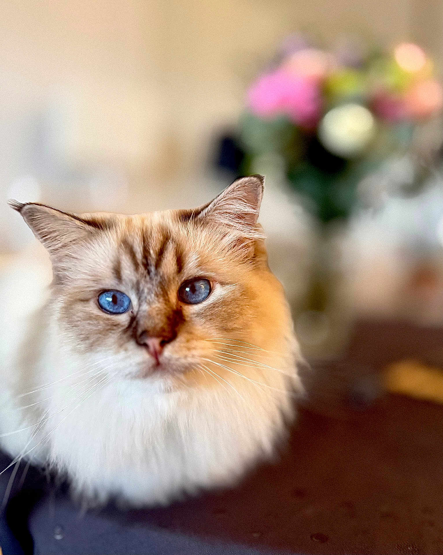 Taran participe au concours pour gagner de l'argent avec cette photo : cat, blue_eyes, fluffy_fur, close_up, portrait, indoor, flower_vase, blurred_background, whiskers, fur_texture, domestic_cat, pet, table, soft_lighting, focused, calm, cute, animal, feline, relaxed