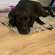 Tina participe au concours pour gagner de l'argent avec cette photo : dog, black_dog, indoor, floor, rug, fluffy_rug, wooden_floor, toy, purple_toy, lying_down, paw, speckled_paw, pet, animal, canine, cute, looking_up, resting, ears, nose