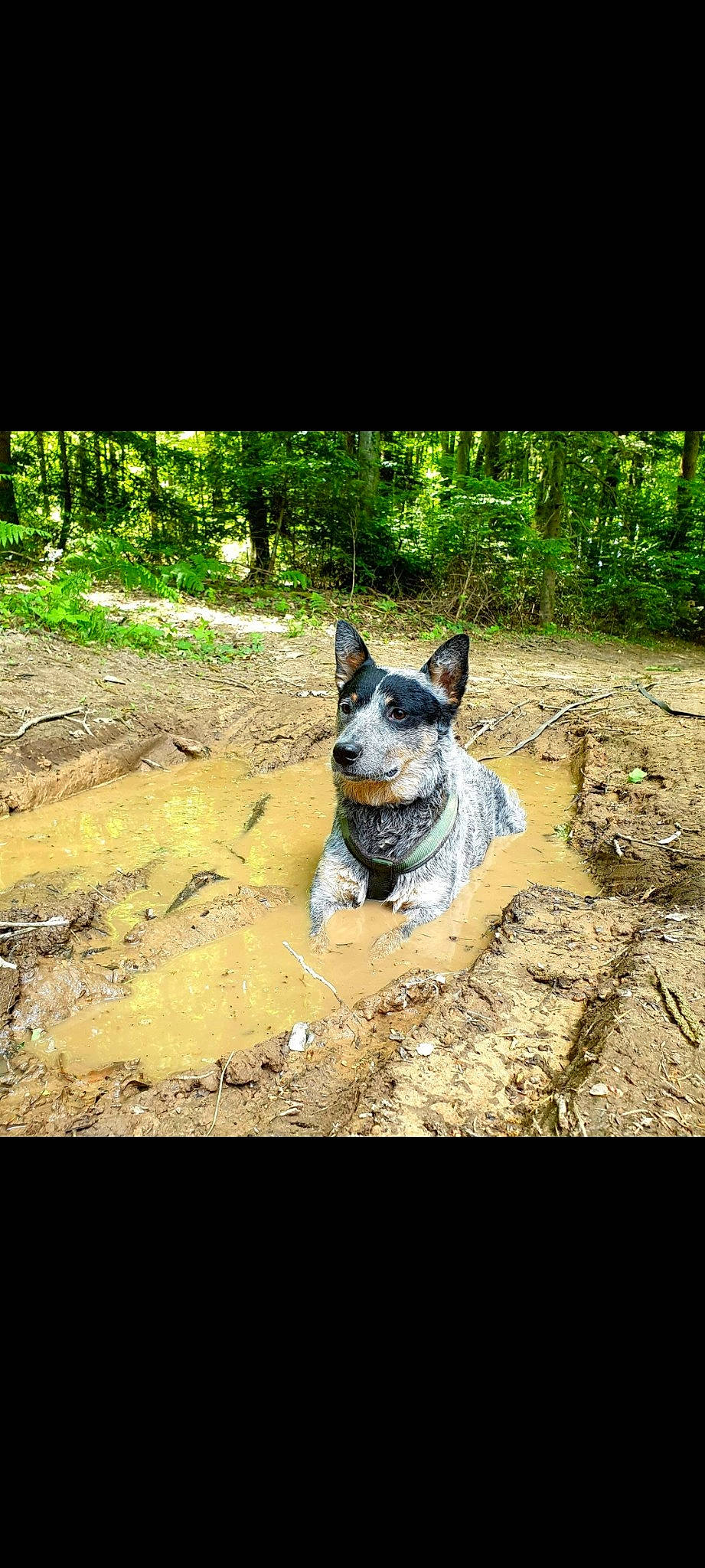Max participe au concours pour gagner de l'argent avec cette photo : canidae, carnivore, companion_dog, dog, dog_breed, fawn, grass, herding_dog, landscape, plant, soil, sporting_group, tail, terrestrial_animal, terrier, texas_heeler, walking, wood, working_animal, working_dog
