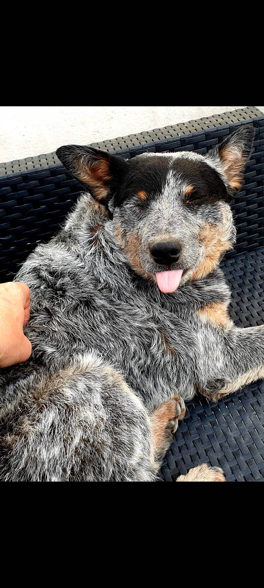 Max a rejoint le concours — aidez-le/la à gagner de superbes lots ! australian_cattle_dog, canidae, carnivore, companion_dog, dog, dog_breed, ear, fur, guard_dog, herding_dog, paw, pont_audemer_spaniel, snout, sporting_group, terrestrial_animal, texas_heeler, whiskers, working_animal, working_dog