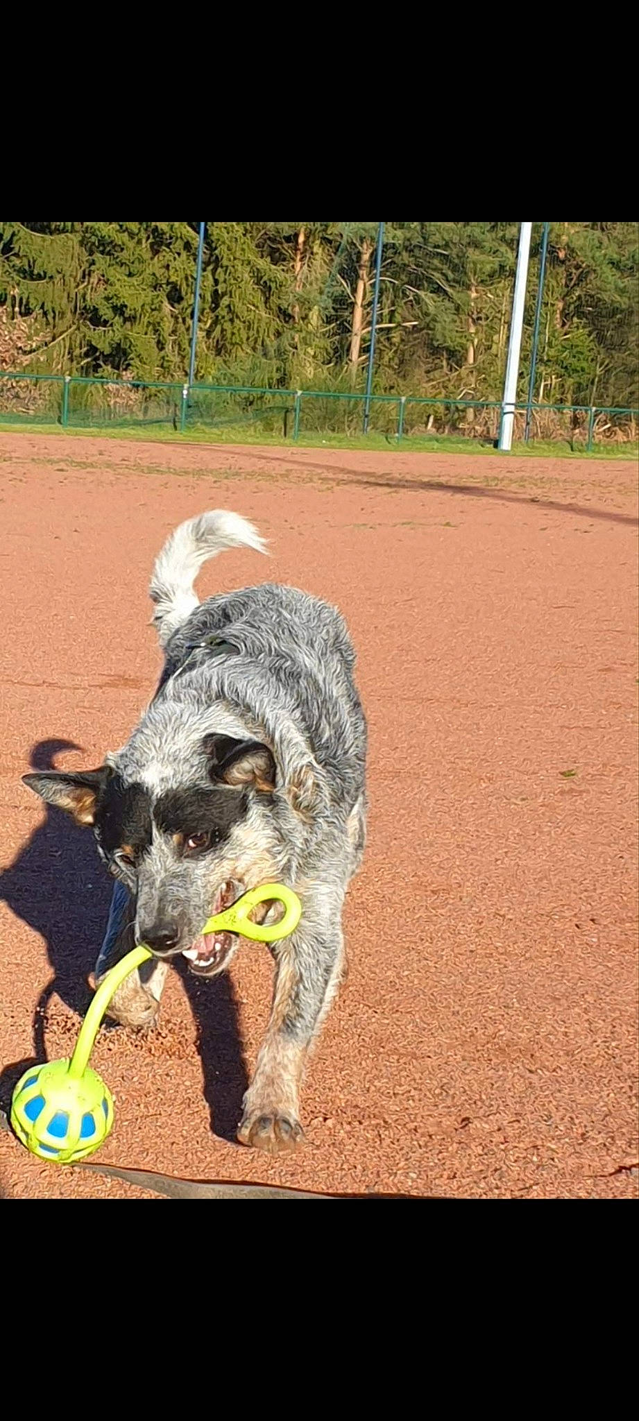 Max participe au concours pour gagner de l'argent avec cette photo : carnivore, collar, dog, dog_breed, dog_supply, grass, hunting_dog, non_sporting_group, plant, snout, soil, tail, tree, working_animal, working_dog