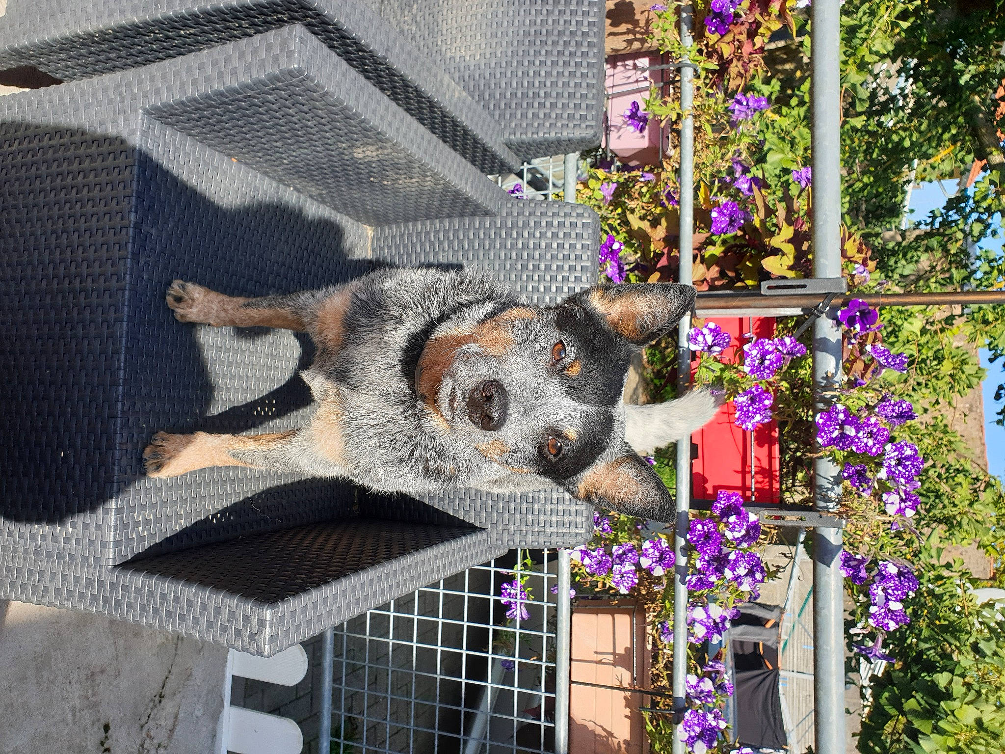 Max participe au concours pour gagner de l'argent avec cette photo : annual_plant, art, buddleia, building, city, facade, flower, flowering_plant, fun, garden, leisure, magenta, pattern, petal, plant, purple, tree, urban_design, window