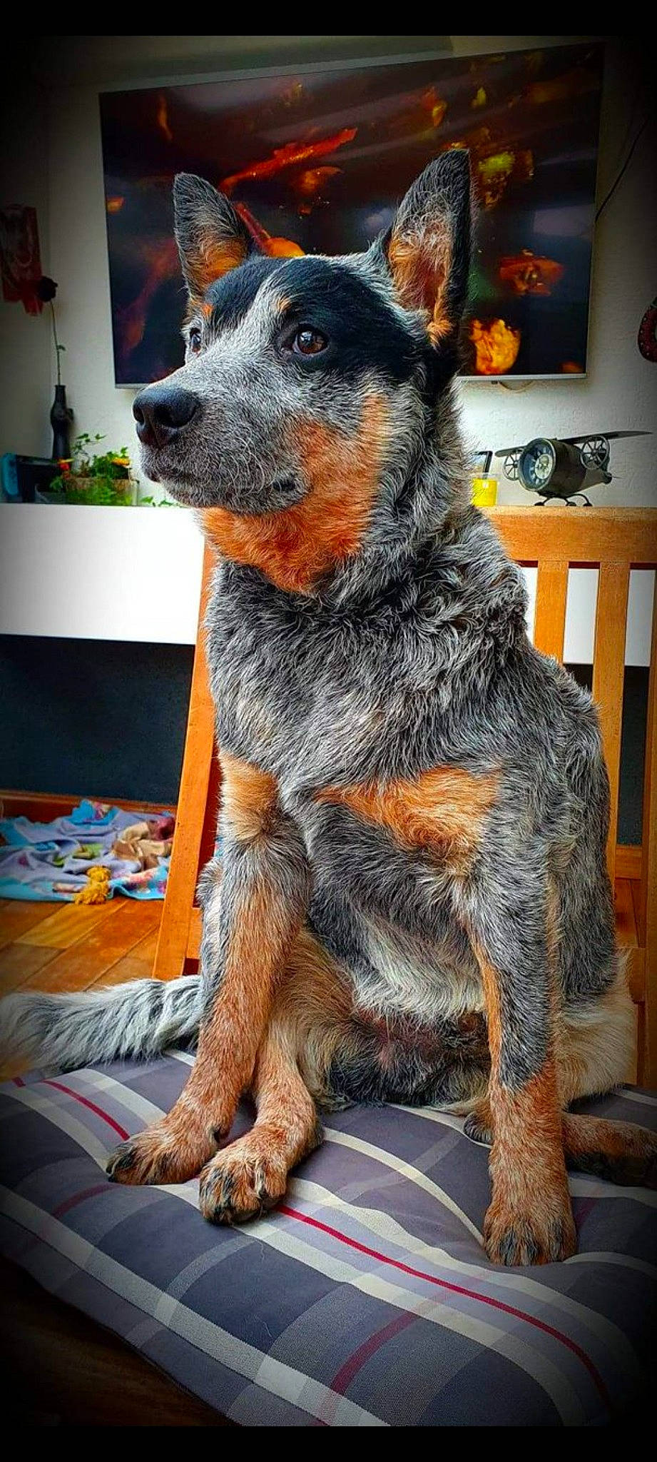 Max a rejoint le concours — aidez-le/la à gagner de superbes lots ! art, australian_cattle_dog, canidae, carnivore, companion_dog, dog, dog_breed, fur, grey, guard_dog, houseplant, plant, snout, tail, whiskers, working_animal, working_dog