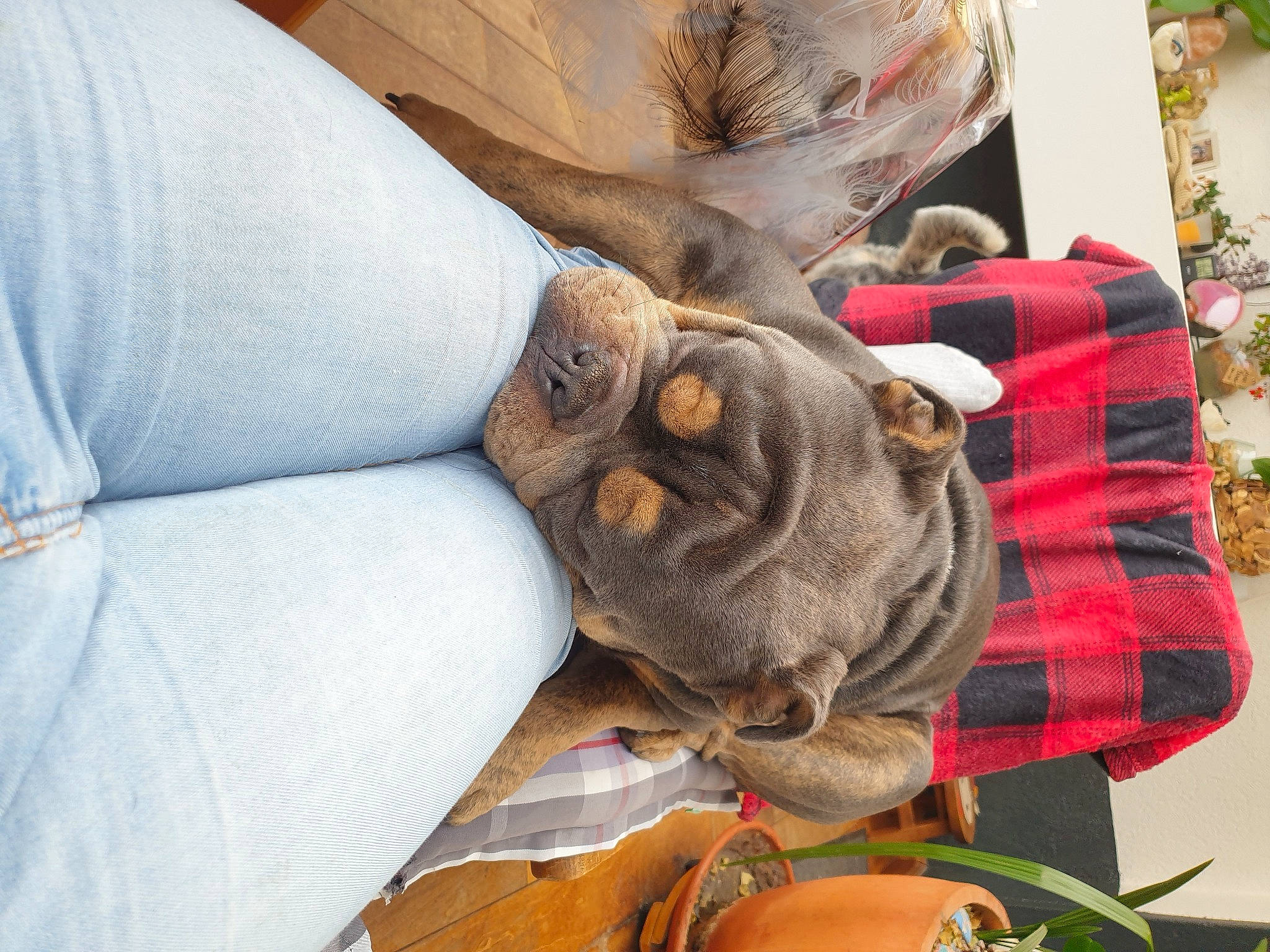 Georges participe au concours pour gagner de l'argent avec cette photo : canidae, comfort, companion_dog, dog_breed, elbow, fawn, felidae, flesh, fur, linens, pattern, plaid, snout, sporting_group, tartan, textile, tree, wool, working_animal, wrinkle