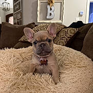 Poppy joined the competition — help win amazing prizes! puppy, french_bulldog, dog, pet, blanket, couch, pillows, indoor, living_room, fur, ears, face, animal, cozy, cute, home, decor, comfort, portrait, sitting
