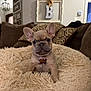puppy, french_bulldog, dog, pet, blanket, couch, pillows, indoor, living_room, fur, ears, face, animal, cozy, cute, home, decor, comfort, portrait, sitting