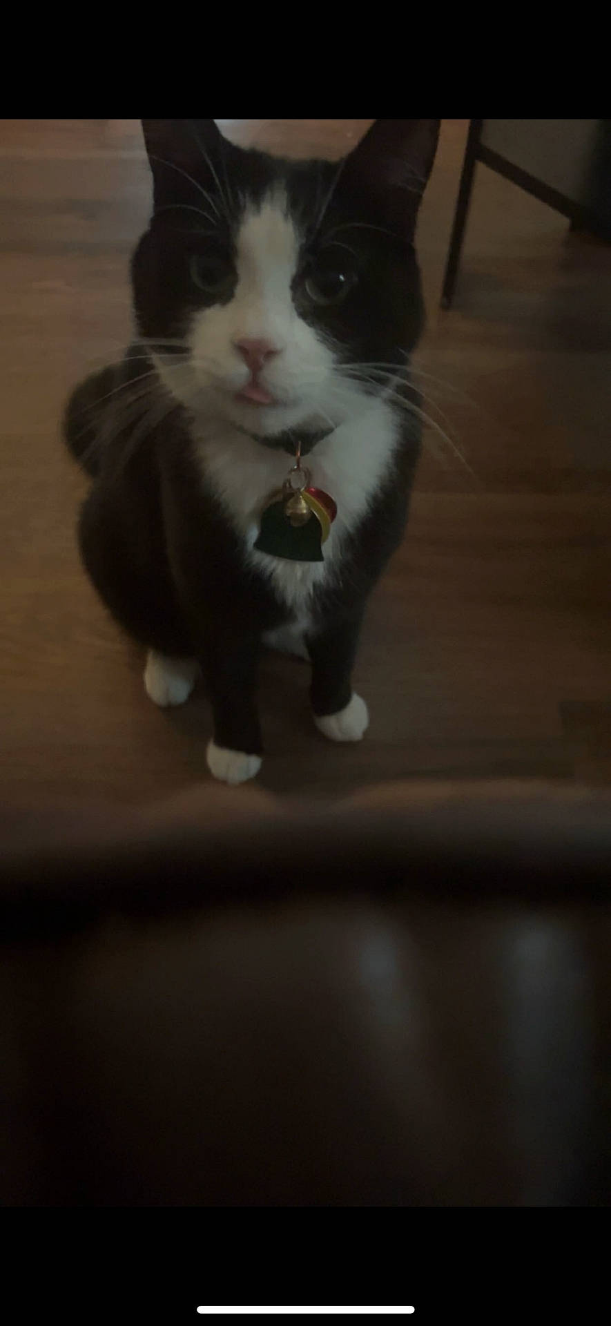 Myla is registered to the contest to win money with this photo: abyssinian, accessories, animal, blackcat, bodypart, cat, finger, food, hardwood, indoors, interiordesign, kitten, manx, mouth, person, pet, plywood, sweets, teeth, wood