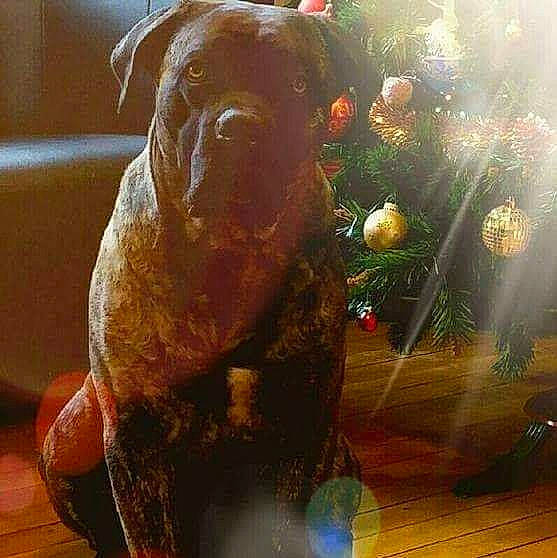 Ipsos a rejoint le concours — aidez-le/la à gagner de superbes lots ! art, canidae, carnivore, companion_dog, dog, dog_breed, event, fawn, lens_flare, liver, metal, sculpture, snout, sporting_group, terrestrial_animal, toy_dog, visual_arts, window, working_animal, wrinkle