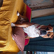 Tomy a rejoint le concours — aidez-le/la à gagner de superbes lots ! canidae, carnivore, comfort, companion_dog, couch, dog, dog_breed, dog_collar, elbow, eyewear, fawn, human_leg, knee, non_sporting_group, snout, sporting_group, thigh, wood