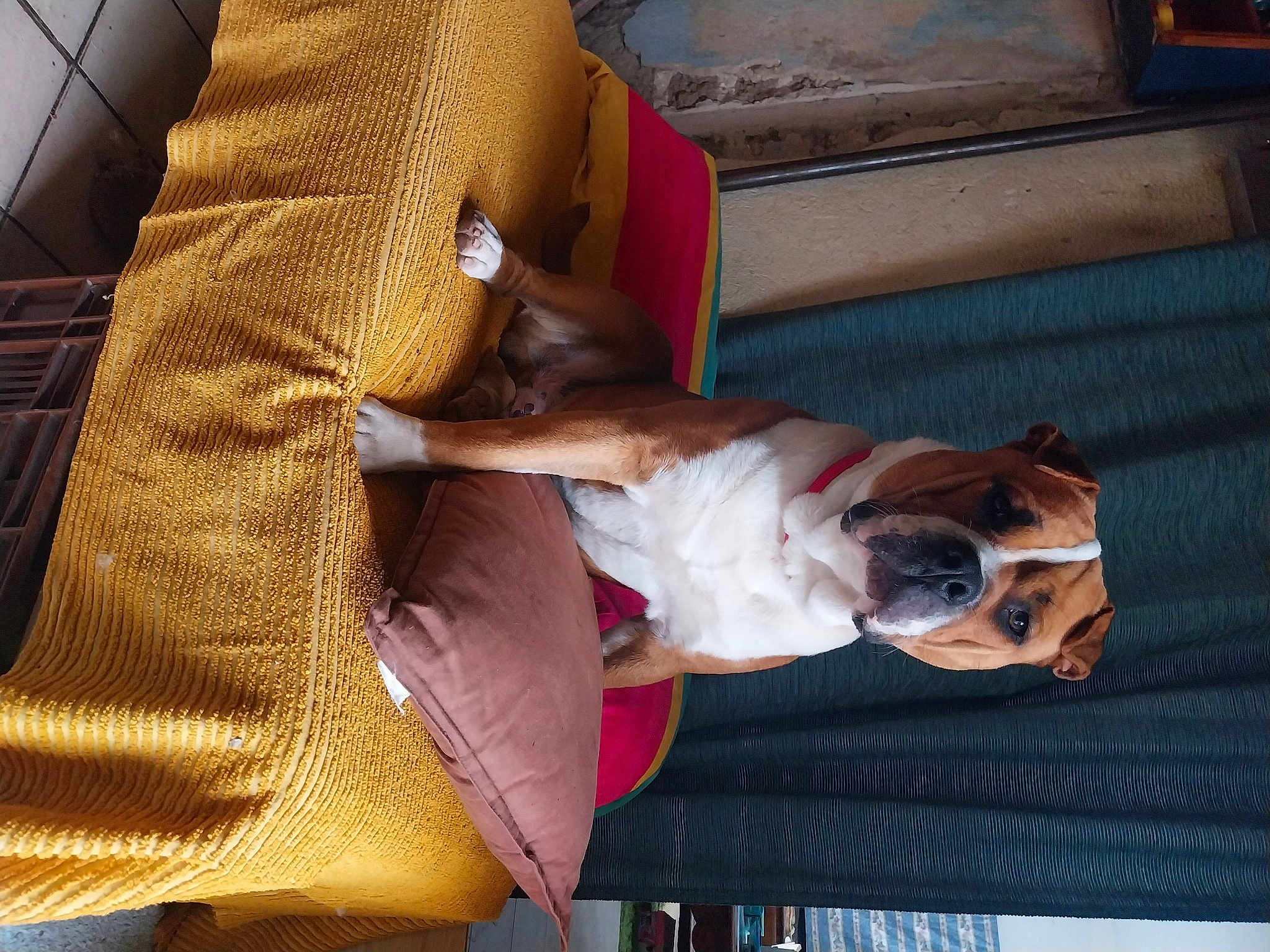 Tomy
