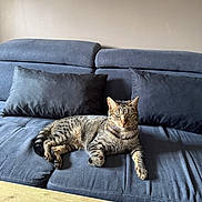 Casca participe au concours pour gagner de l'argent avec cette photo : cat, tabby_cat, sofa, couch, cushion, pet, indoor, furniture, striped, relaxed, animal, domestic_cat, wooden_table, home, resting, feline, calm, living_room, fur, natural_light