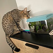 Casca participe au concours pour gagner de l'argent avec cette photo : animal, aquarium, black_surface, cat, close_up, countertop, curious, domestic, furniture, indoor, light, paper, pen, pet, plants, side_view, tabby_cat, tail, whiskers, wooden_cabinet