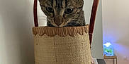 Casca a rejoint le concours — aidez-le/la à gagner de superbes lots ! animal, bag, basket, cat, closeup, cozy, curious, domestic_cat, feline, fish_tank, fur, household, indoor, leather_handle, looking_down, pet, playful, tabby_cat, table, whiskers