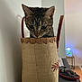 animal, bag, basket, cat, closeup, cozy, curious, domestic_cat, feline, fish_tank, fur, household, indoor, leather_handle, looking_down, pet, playful, tabby_cat, table, whiskers