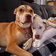 Loki joined the competition — help win amazing prizes! dogs, puppies, pet, canine, cuddling, sleeping, awake, indoors, couch, blanket, pillow, collar, dog_tag, brown_dog, white_dog, relaxed, snuggling, home, portrait, cozy