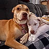 dogs, puppies, pet, canine, cuddling, sleeping, awake, indoors, couch, blanket, pillow, collar, dog_tag, brown_dog, white_dog, relaxed, snuggling, home, portrait, cozy