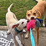 dog, dogs, puppy, pet, animal, tug_of_war, rope_toy, toy, playing, outdoor, backyard, grass, patio, mat, collar, leash, short_hair, tan_dog, white_dog, funny